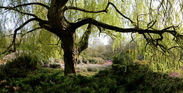 Willow Tree in Isabella Plantation