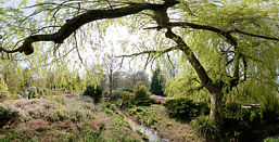 Willow Tree and Stream in Isabella Plantation