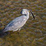 Heron